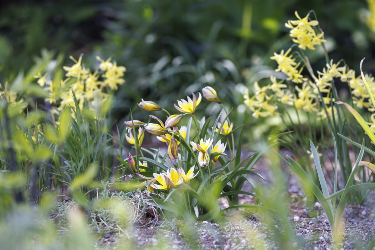 Photo: Fr&uuml;hlingsfreuden 2023