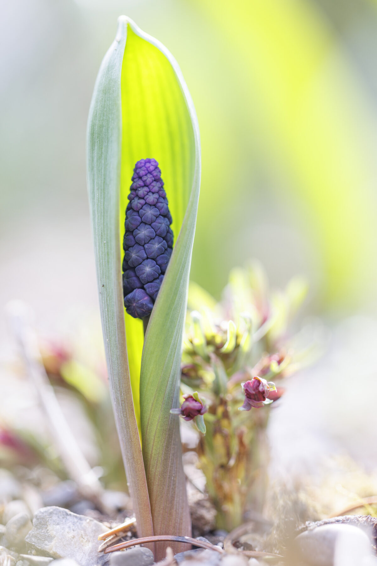 Photo: Fr&uuml;hlingsfreuden 2023