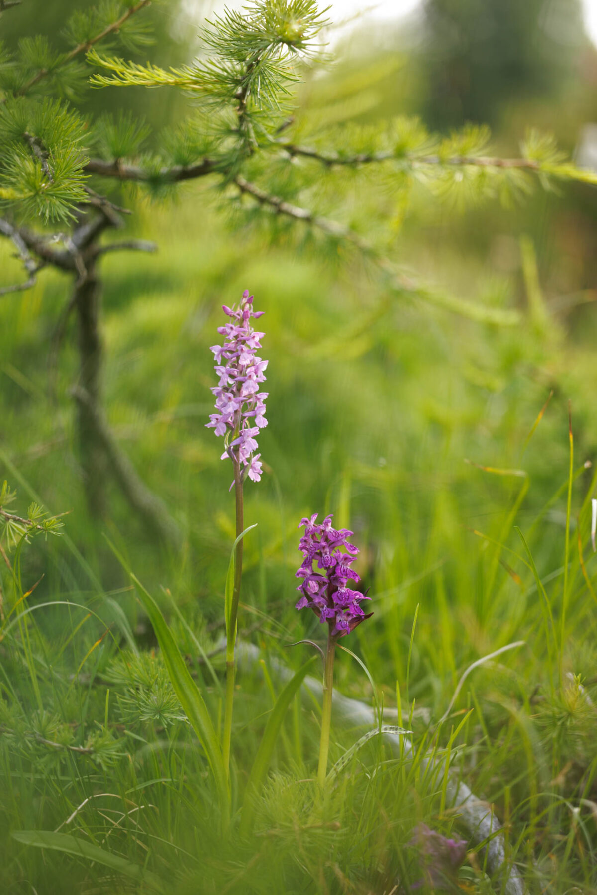 Photo: Bergfrühling in Graubünden