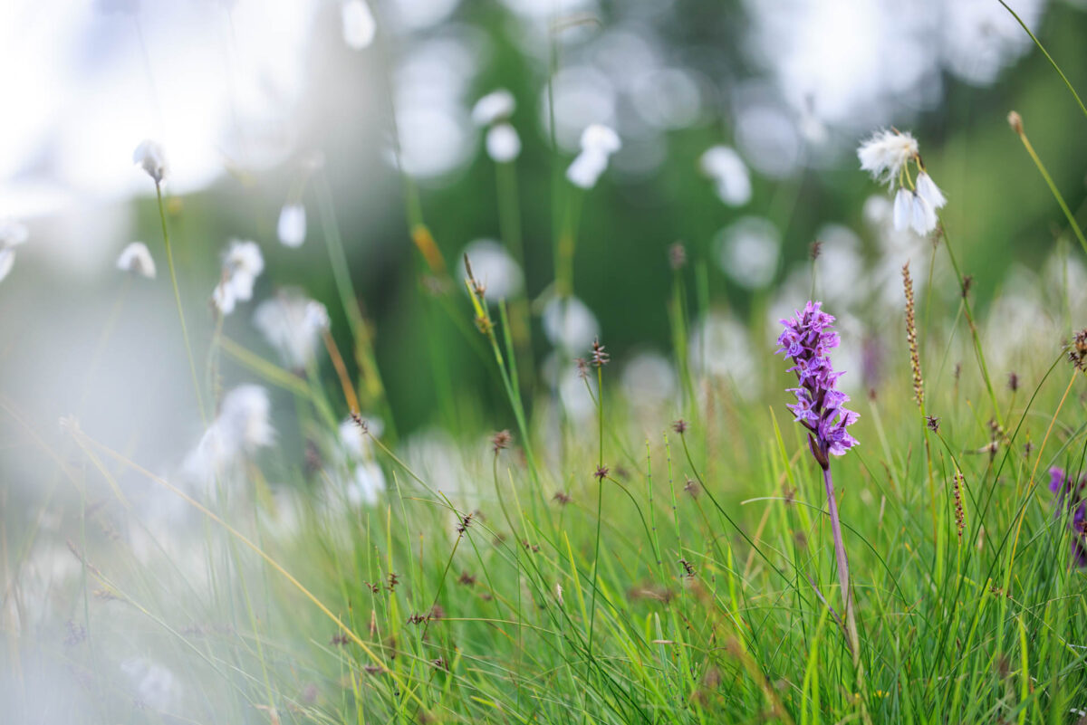 Photo: Bergfrühling in Graubünden