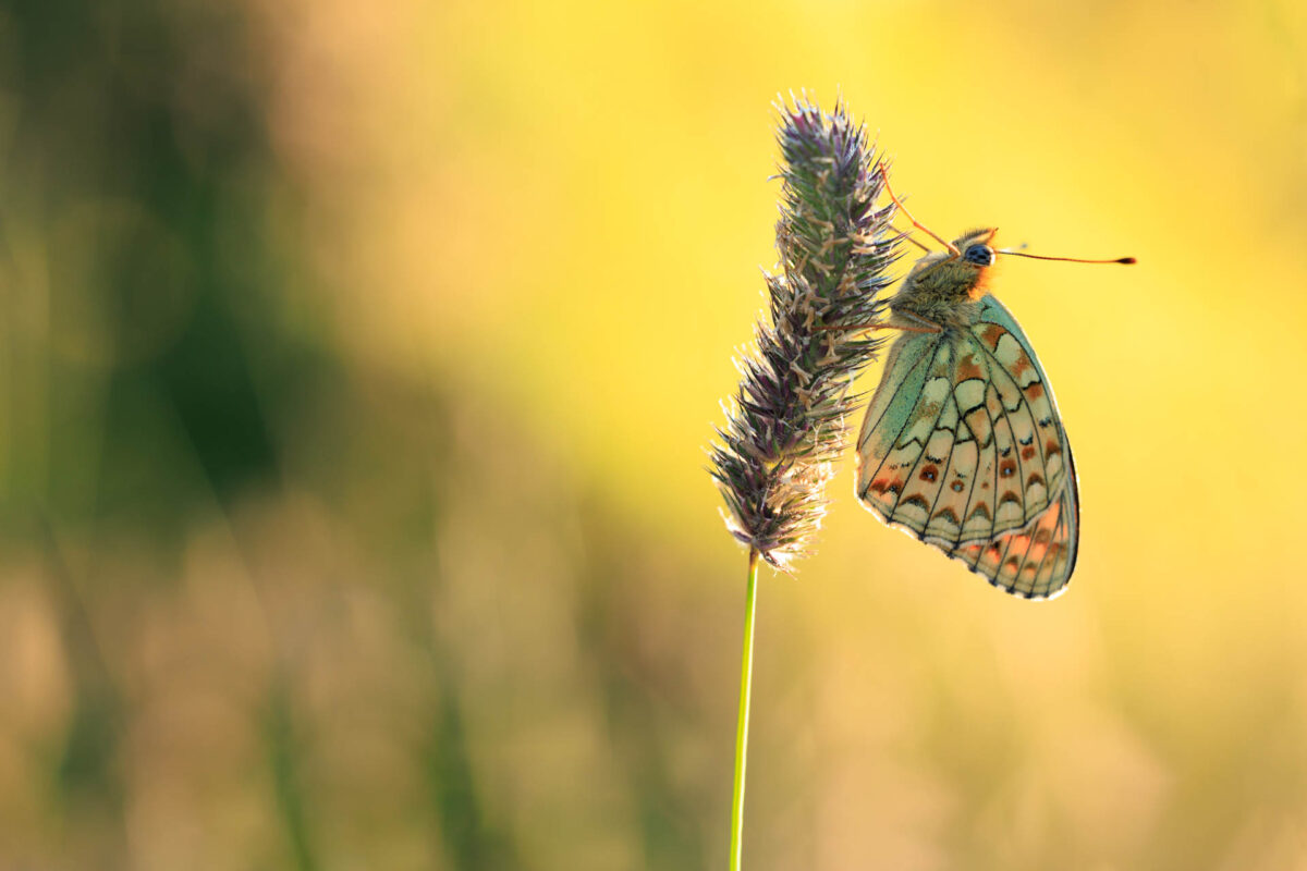 Foto: Sylvia Knittel, Schweiz, Alpen, Graubünden, Schmetterling, Mittlerer Perlmuttfalter