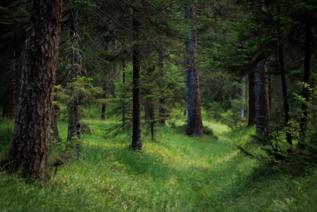 Foto: Sylvia Knittel, Schweiz, Alpen, Graubünden