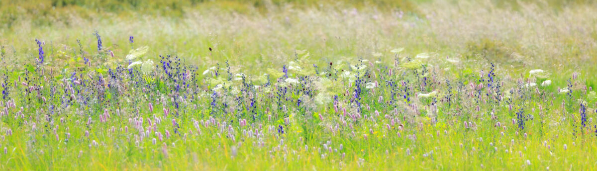 Foto: Sylvia Knittel, Schweiz, Graubünden, Bergfrühling, Aconitum napellus