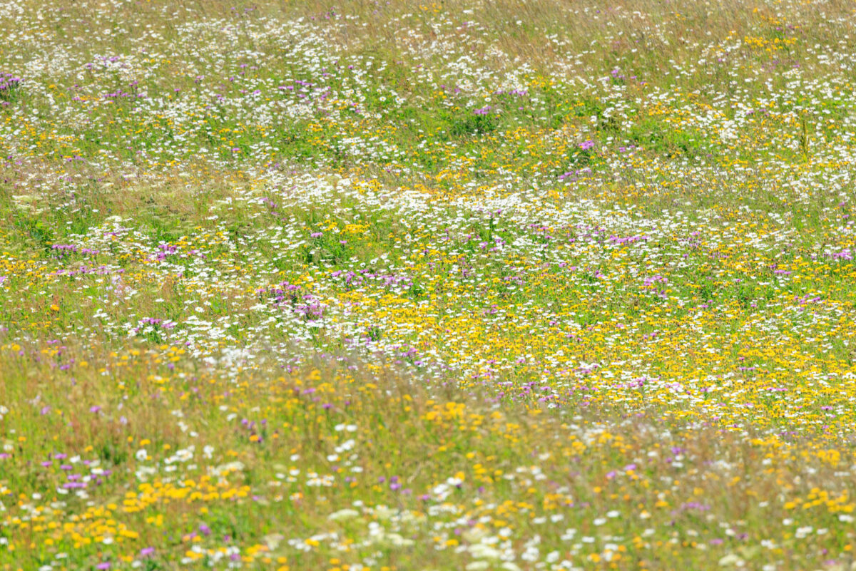 Foto: Sylvia Knittel, Bergfrühling, Schweiz, Graubünden, Bergwiese