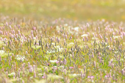 Photo: Bergfrühling in Graubünden