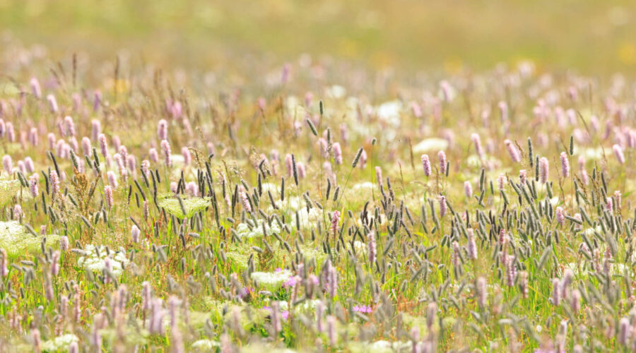 Photo: Bergfrühling in Graubünden