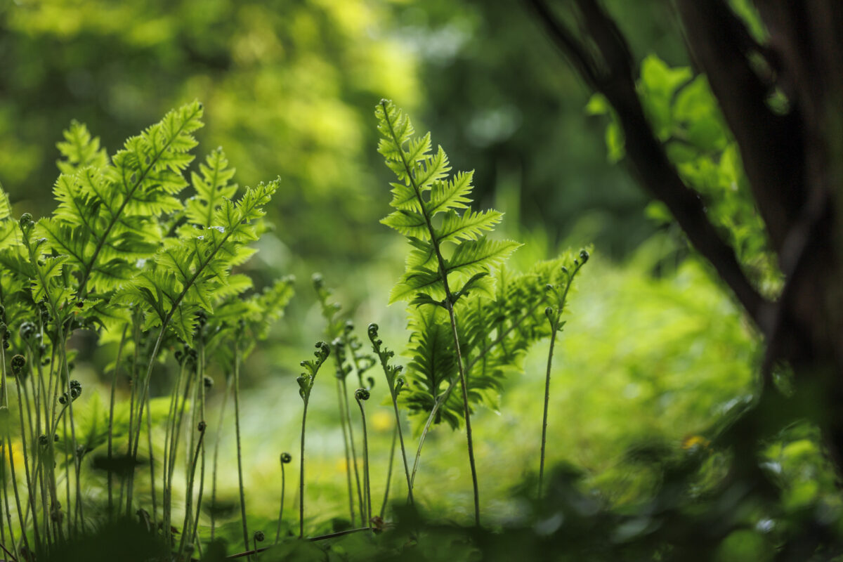 Photo: Workshop Gartenfotografie mit Sylvia Knittel am Samstag, 10. August von 13:30 bis ca. 21:00 Uhr im Arboretum Park Härle