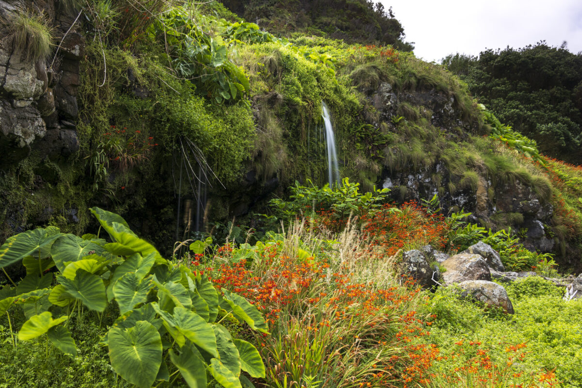 Photo: Azoren - das gr&uuml;ne Paradies
