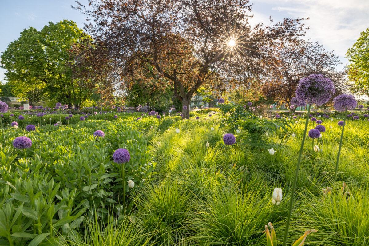 Photo: Bundesgartenschau in Erfurt 2021 - 8000 qm von Petra Pelz