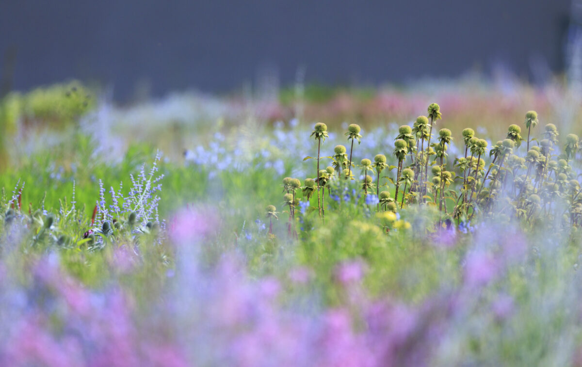 Photo: Vitra Campus und Piet Oudolfs Strukturen - Workshops mit Sylvia Knittel