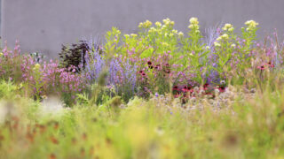Photo: Workshops, Kurse &amp; Termine zur Garten- und Naturfotografie