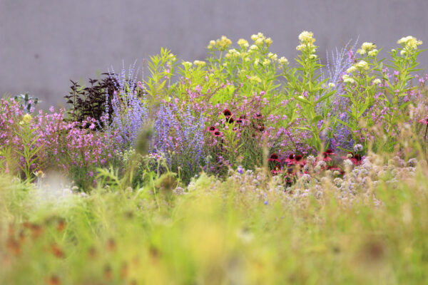 Foto: Sylvia Knittel, Vitra Campus, Piet Oudolf