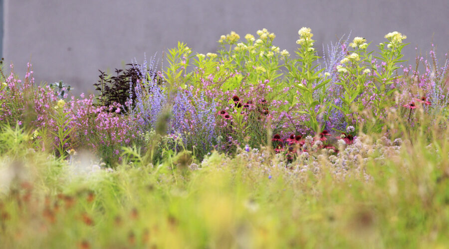 Foto: Sylvia Knittel, Vitra Campus, Piet Oudolf