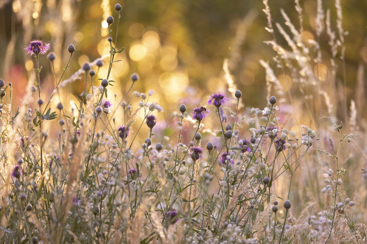 Bild: Workshop Gartenfotografie mit Sylvia Knittel: 14./15. Juni 2025 im Luisenpark (Mannheim) und Ebertpark (Ludwigshafen) - AUSGEBUCHT Photo: Workshop Gartenfotografie mit Sylvia Knittel: 14./15. Juni 2025 im Luisenpark (Mannheim) und Ebertpark (Ludwigshafen) - AUSGEBUCHT