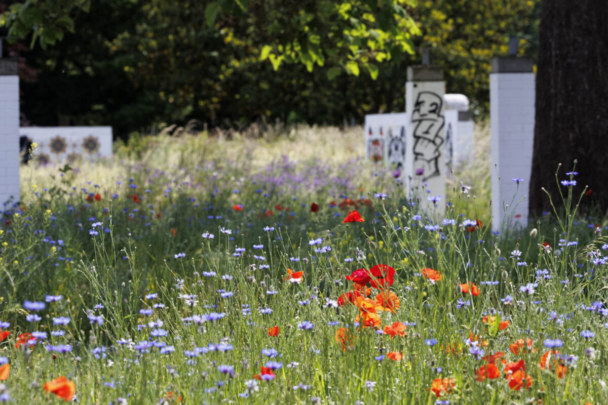 Bild: Workshop Gartenfotografie mit Sylvia Knittel: 14./15. Juni 2025 im Luisenpark (Mannheim) und Ebertpark (Ludwigshafen) - AUSGEBUCHT Photo: Workshop Gartenfotografie mit Sylvia Knittel: 14./15. Juni 2025 im Luisenpark (Mannheim) und Ebertpark (Ludwigshafen) - AUSGEBUCHT