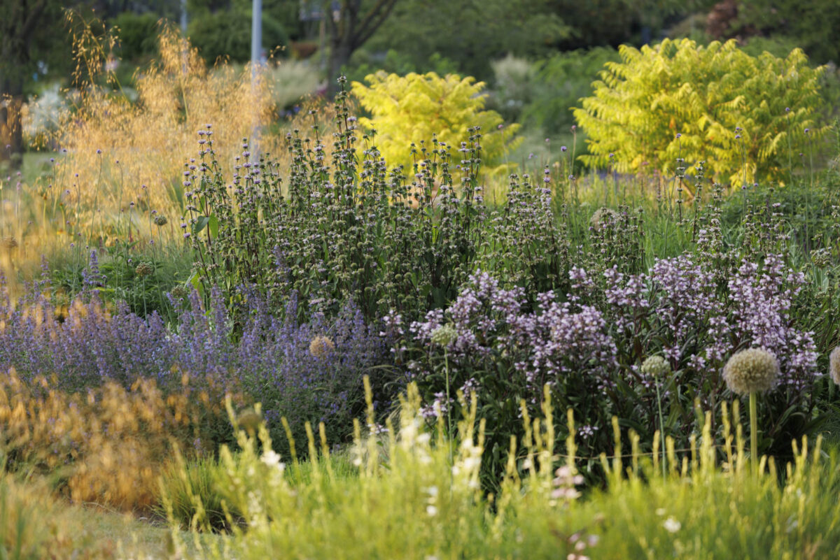 Bild: Workshop Gartenfotografie mit Sylvia Knittel: 14./15. Juni 2025 im Luisenpark (Mannheim) und Ebertpark (Ludwigshafen) - AUSGEBUCHT Photo: Workshop Gartenfotografie mit Sylvia Knittel: 14./15. Juni 2025 im Luisenpark (Mannheim) und Ebertpark (Ludwigshafen) - AUSGEBUCHT