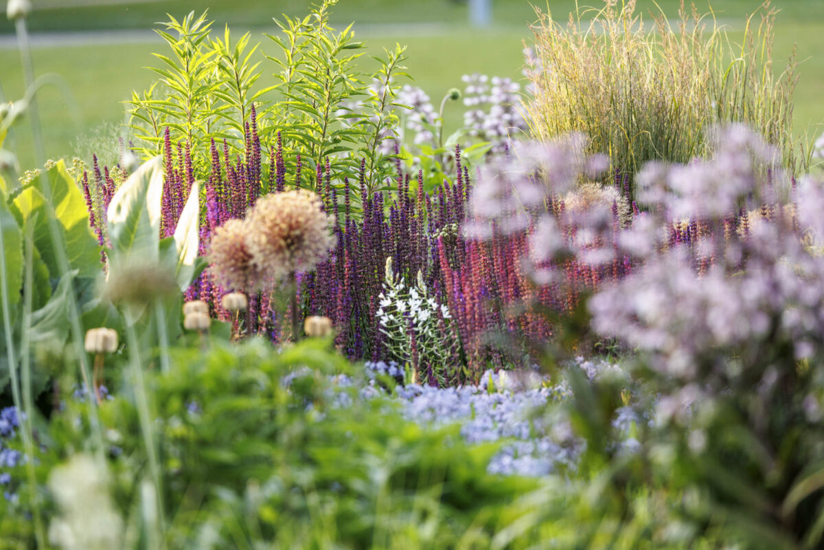Bild: Workshop Gartenfotografie mit Sylvia Knittel: 14./15. Juni 2025 im Luisenpark (Mannheim) und Ebertpark (Ludwigshafen) - AUSGEBUCHT Photo: Workshop Gartenfotografie mit Sylvia Knittel: 14./15. Juni 2025 im Luisenpark (Mannheim) und Ebertpark (Ludwigshafen) - AUSGEBUCHT