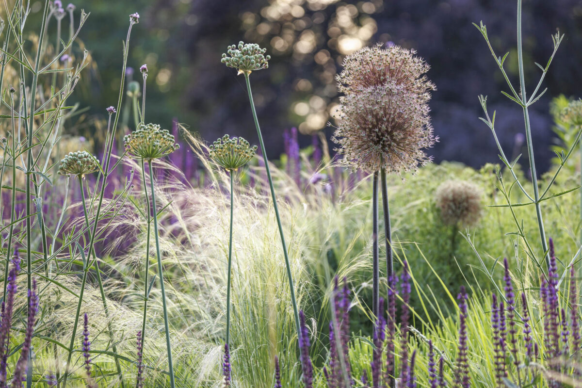 Bild: Workshop Gartenfotografie mit Sylvia Knittel: 14./15. Juni 2025 im Luisenpark (Mannheim) und Ebertpark (Ludwigshafen) - AUSGEBUCHT Photo: Workshop Gartenfotografie mit Sylvia Knittel: 14./15. Juni 2025 im Luisenpark (Mannheim) und Ebertpark (Ludwigshafen) - AUSGEBUCHT