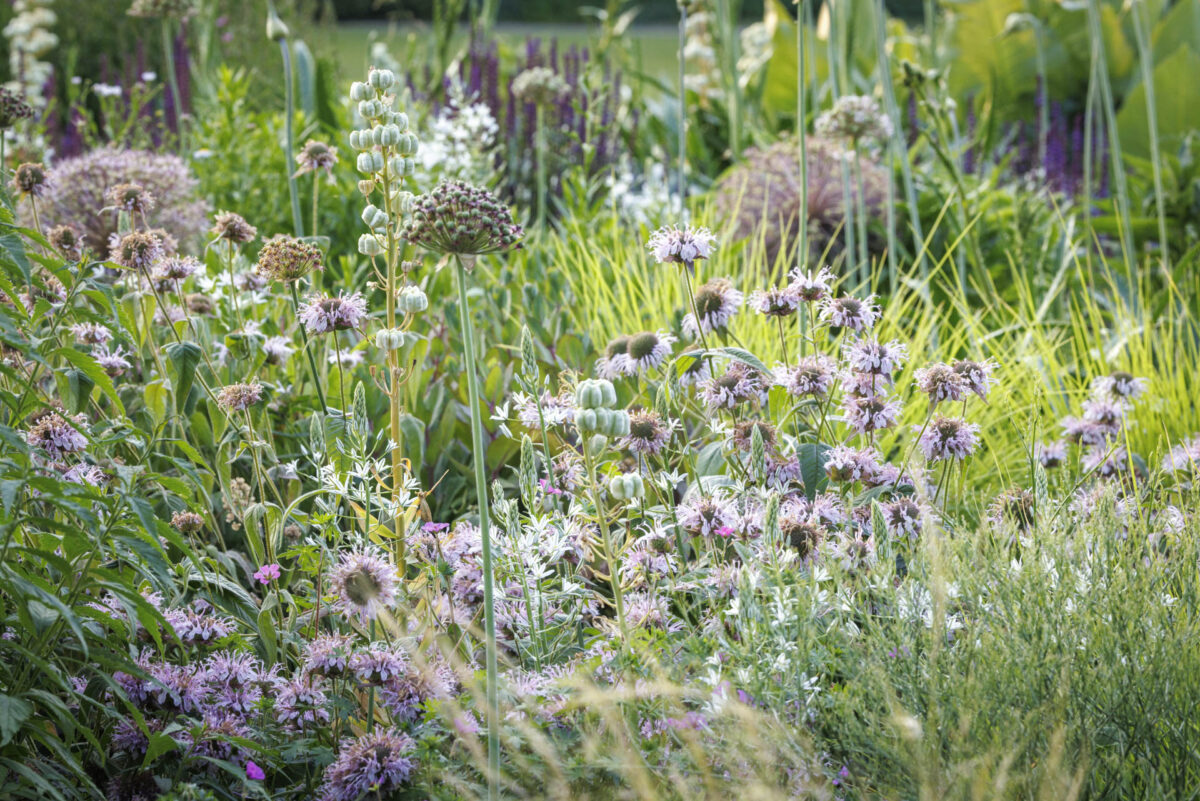 Bild: Workshop Gartenfotografie mit Sylvia Knittel: 14./15. Juni 2025 im Luisenpark (Mannheim) und Ebertpark (Ludwigshafen) - AUSGEBUCHT Photo: Workshop Gartenfotografie mit Sylvia Knittel: 14./15. Juni 2025 im Luisenpark (Mannheim) und Ebertpark (Ludwigshafen) - AUSGEBUCHT