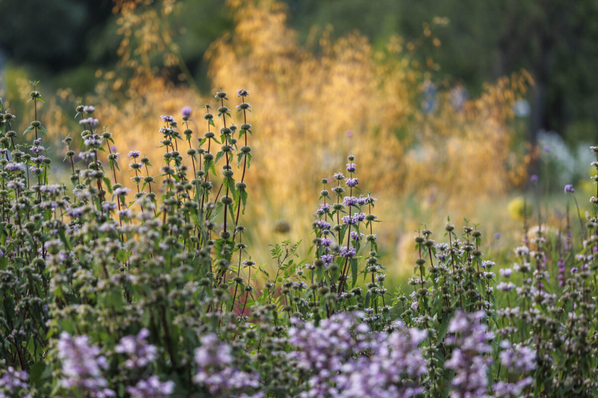 Bild: Workshop Gartenfotografie mit Sylvia Knittel: 14./15. Juni 2025 im Luisenpark (Mannheim) und Ebertpark (Ludwigshafen) - AUSGEBUCHT Photo: Workshop Gartenfotografie mit Sylvia Knittel: 14./15. Juni 2025 im Luisenpark (Mannheim) und Ebertpark (Ludwigshafen) - AUSGEBUCHT