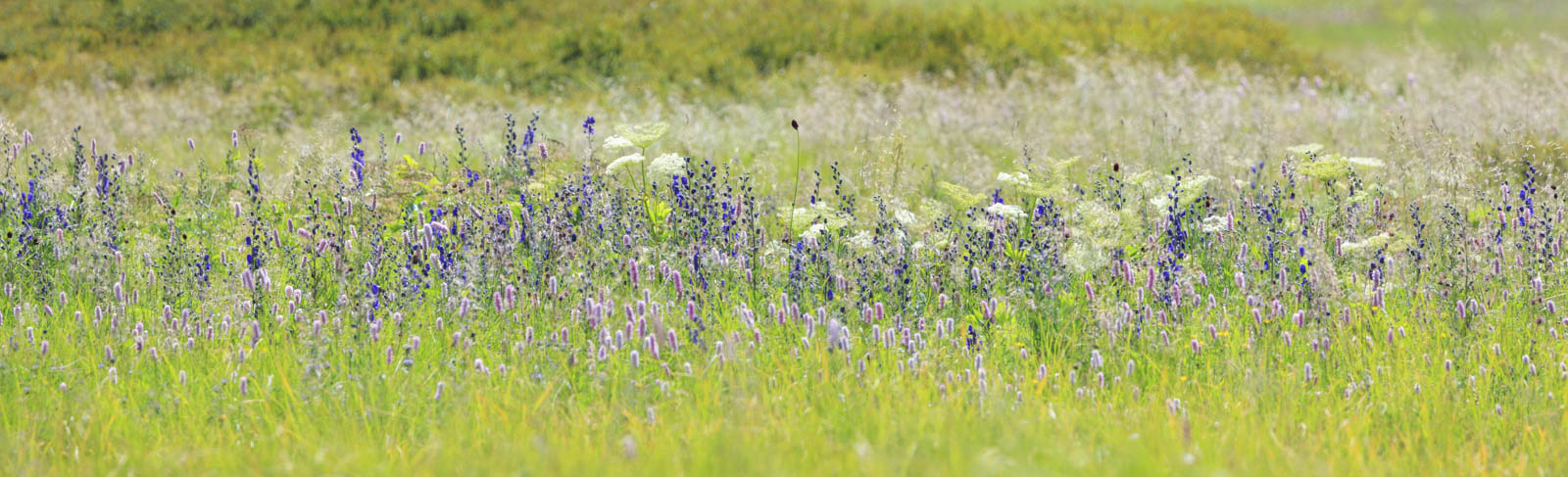 Fotografie in der Natur von Pflanzen