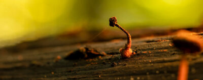 Bild: Im Wald bei den Pilzen Photo: Im Wald bei den Pilzen