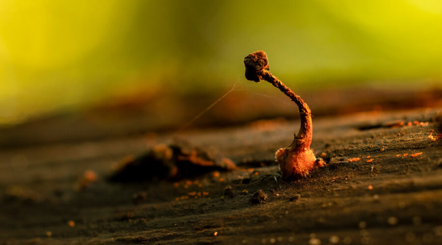 Photo: Im Wald bei den Pilzen