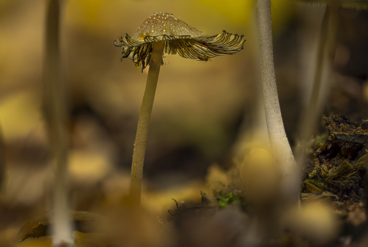 Bild: Im Wald bei den Pilzen Photo: Im Wald bei den Pilzen