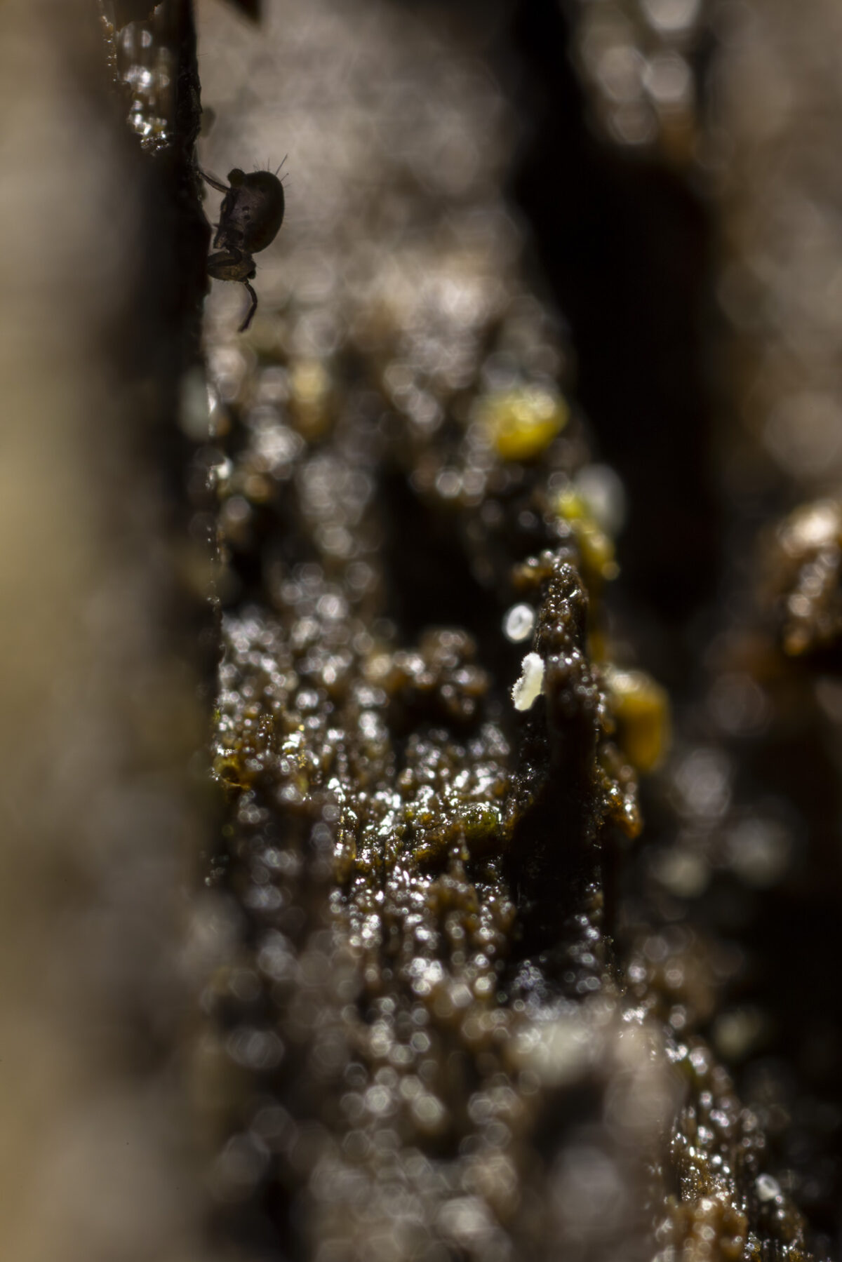 Bild: Im Wald bei den Pilzen Photo: Im Wald bei den Pilzen