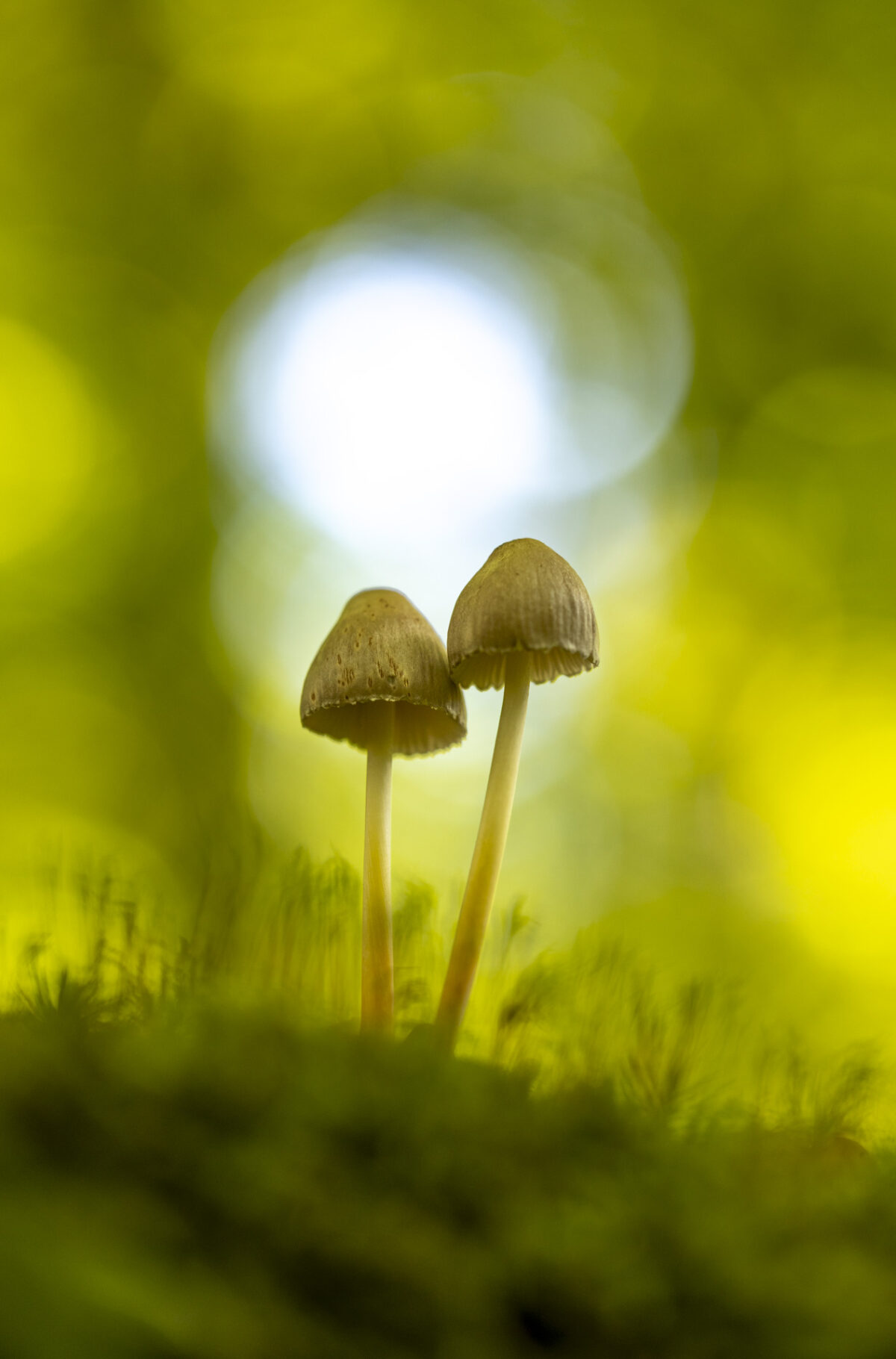 Bild: Im Wald bei den Pilzen Photo: Im Wald bei den Pilzen