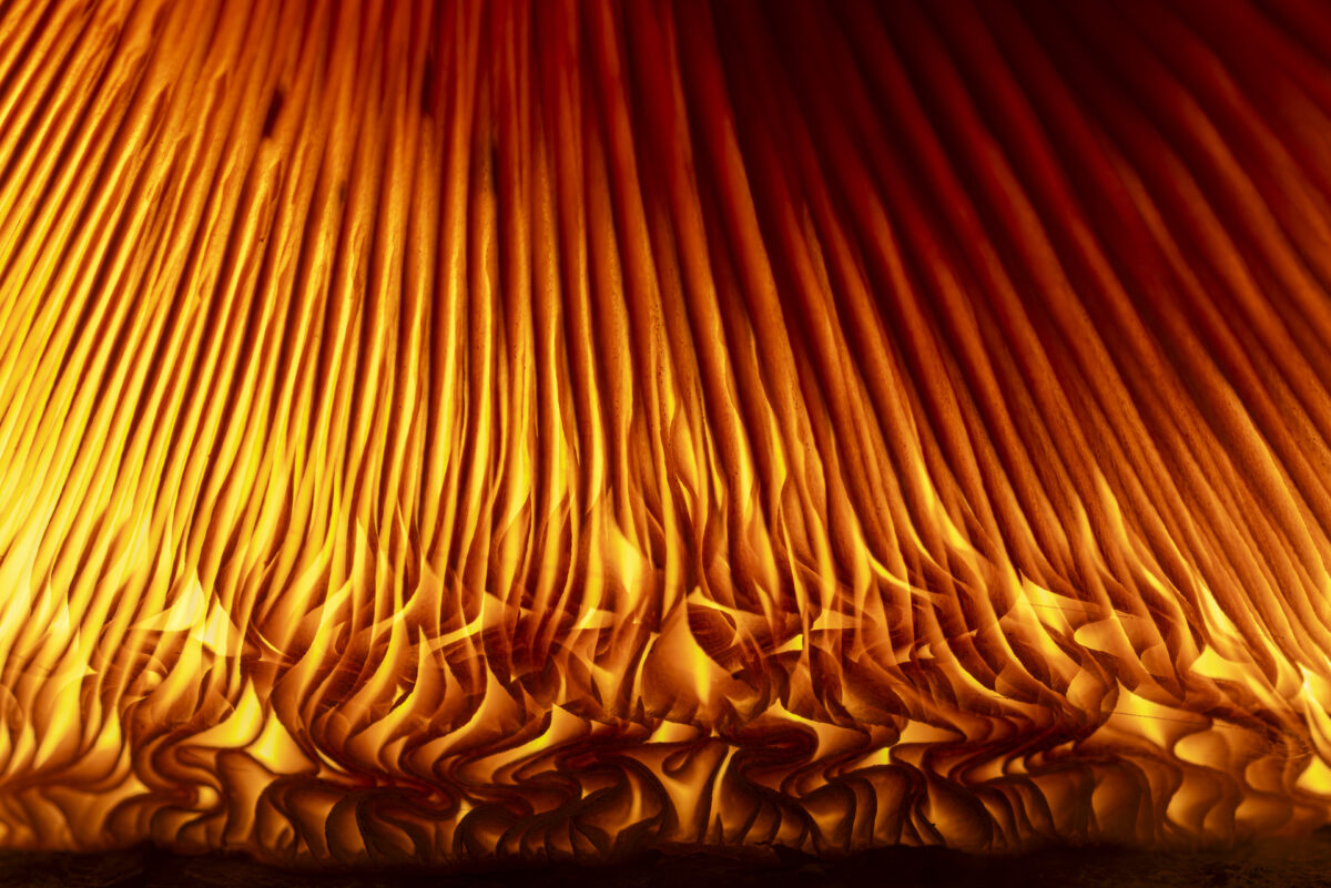 Bild: Portfolio Naturfotografie Photo: Portfolio Naturfotografie