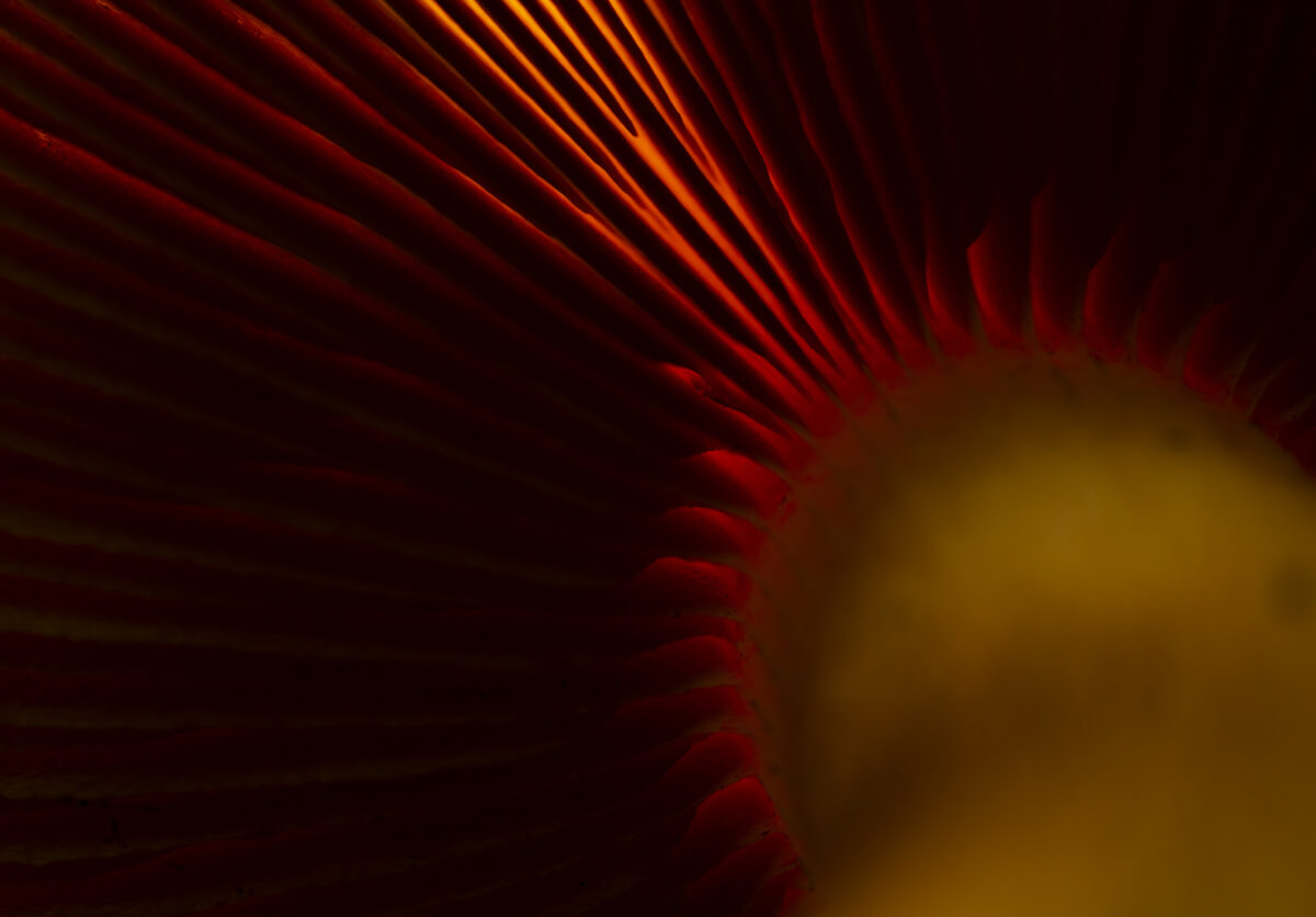 Bild: Im Wald bei den Pilzen Photo: Im Wald bei den Pilzen