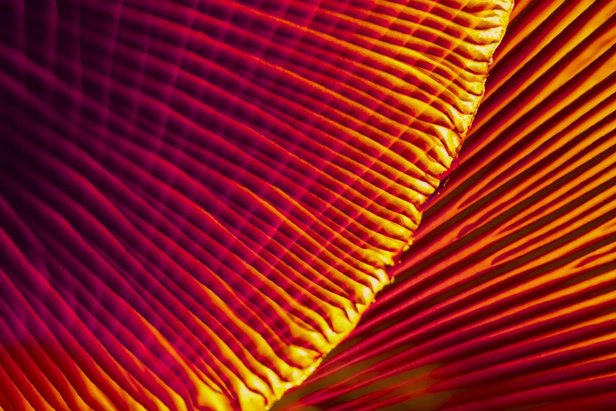 Bild: Im Wald bei den Pilzen Photo: Im Wald bei den Pilzen