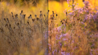 Bild: Workshop Gartenfotografie mit Sylvia Knittel: 14./15. Juni 2025 im Luisenpark (Mannheim) und Ebertpark (Ludwigshafen) - AUSGEBUCHT Photo: Workshop Gartenfotografie mit Sylvia Knittel: 14./15. Juni 2025 im Luisenpark (Mannheim) und Ebertpark (Ludwigshafen) - AUSGEBUCHT