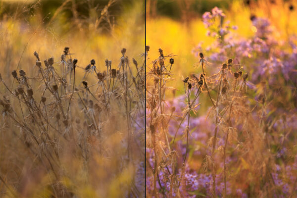 Photo: Online-Kurs Lightroom für Einsteiger - Wokflow und Entwicklung - am 3. Dezember 2025 um 20:00