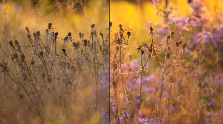 Bild: Online-Kurs Lightroom für Einsteiger - Wokflow und Entwicklung - am 3. Dezember 2025 um 20:00 Photo: Online-Kurs Lightroom für Einsteiger - Wokflow und Entwicklung - am 3. Dezember 2025 um 20:00