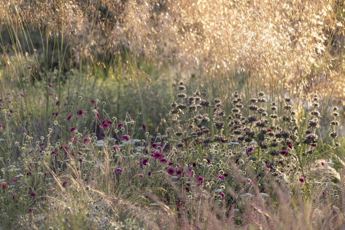 Photo: Staudengärtnerei in Rödelsee - Workshop Gartenfotografie mit Sylvia Knittel