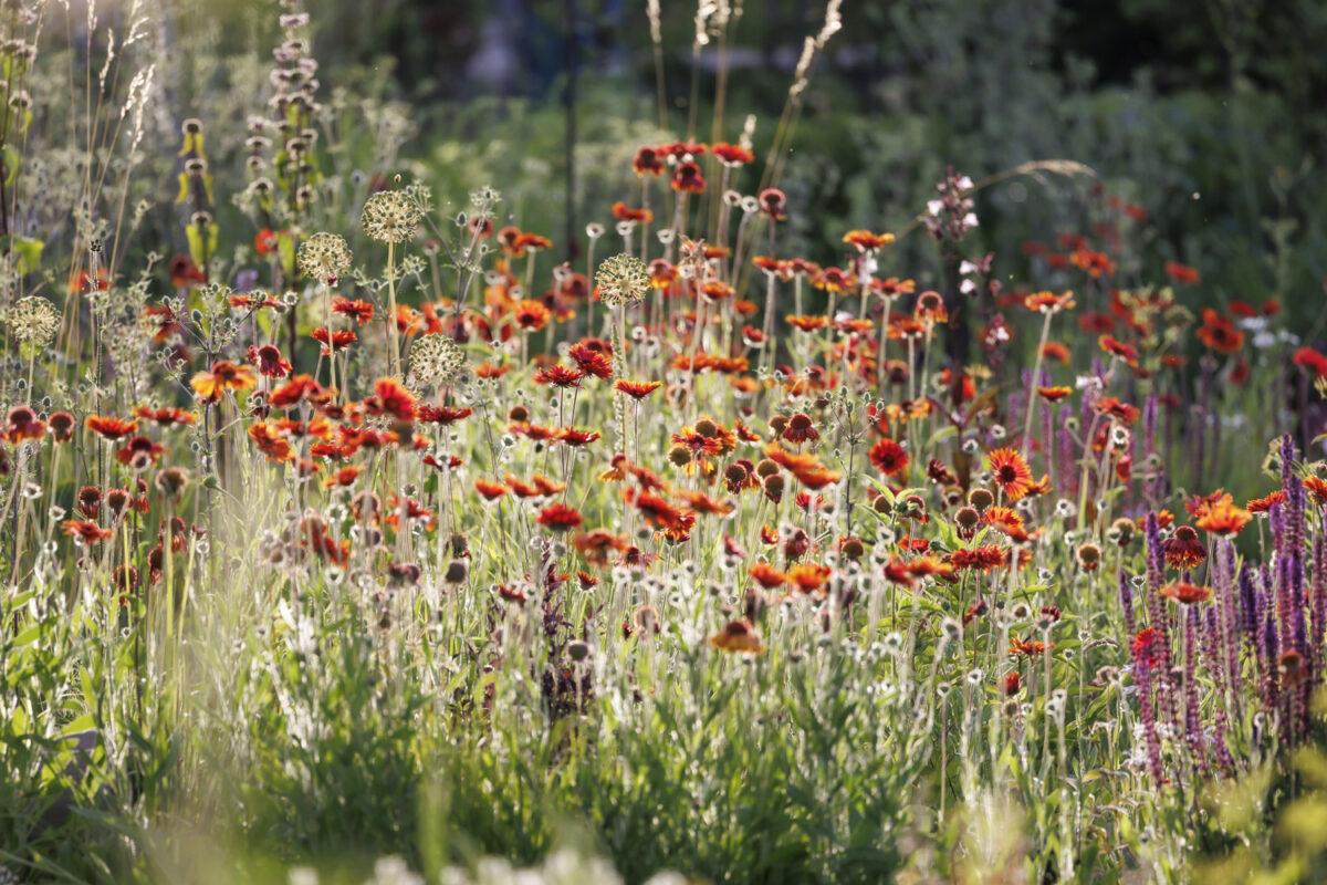Photo: Staudengärtnerei in Rödelsee - Workshop Gartenfotografie mit Sylvia Knittel