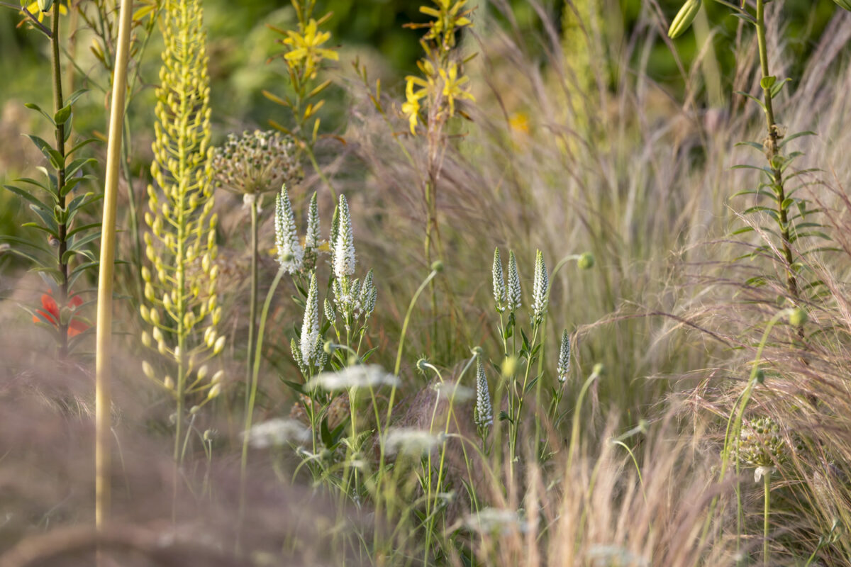 Photo: Staudengärtnerei in Rödelsee - Workshop Gartenfotografie mit Sylvia Knittel