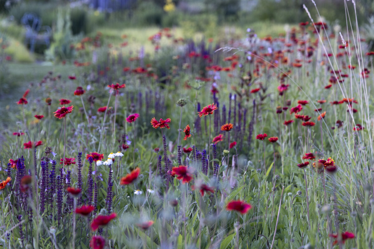 Photo: Staudengärtnerei in Rödelsee - Workshop Gartenfotografie mit Sylvia Knittel