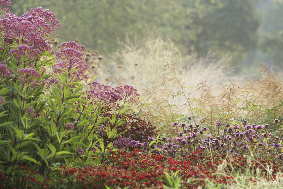 Photo: Maximilianpark in Hamm: Workshop Gartenfotografie mit Sylvia Knittel: 1.-2. August 2026