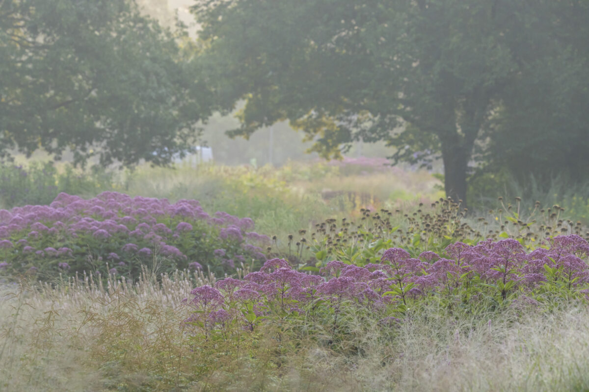 Photo: Maximilianpark in Hamm: Workshop Gartenfotografie mit Sylvia Knittel: 1.-2. August 2026