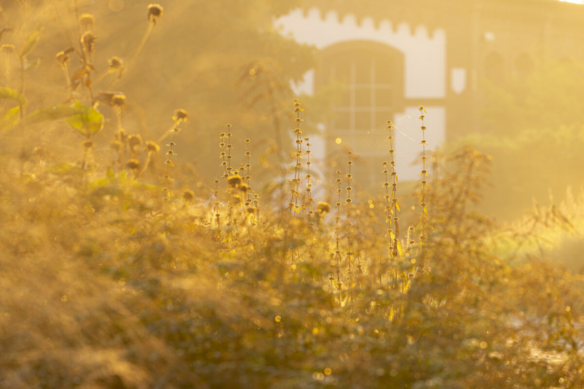 Photo: Maximilianpark in Hamm: Workshop Gartenfotografie mit Sylvia Knittel: 1.-2. August 2026