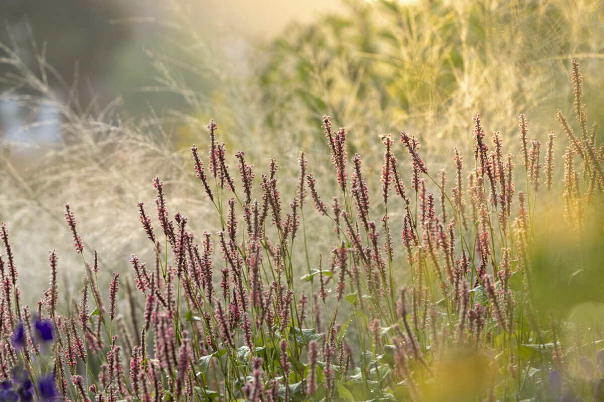 Photo: Maximilianpark in Hamm: Workshop Gartenfotografie mit Sylvia Knittel: 1.-2. August 2026