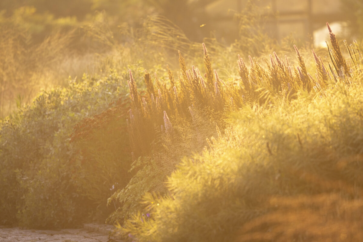 Photo: Maximilianpark in Hamm: Workshop Gartenfotografie mit Sylvia Knittel: 1.-2. August 2026