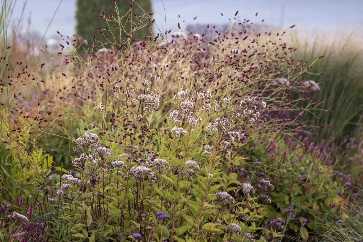 Photo: Staudengärtnerei in Rödelsee - Workshop Gartenfotografie mit Sylvia Knittel