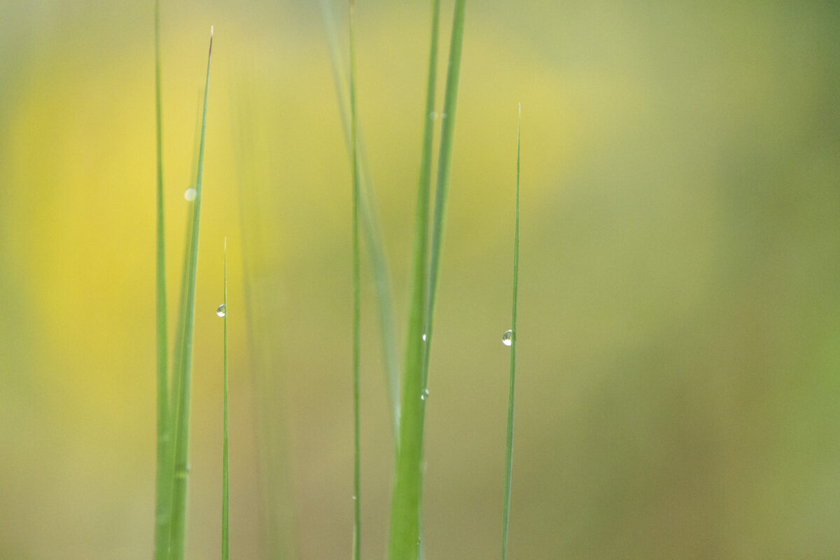Photo: Maximilianpark in Hamm: Workshop Gartenfotografie mit Sylvia Knittel: 1.-2. August 2026