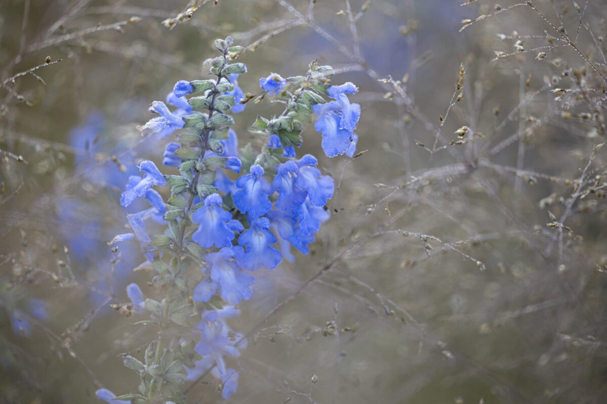 Photo: Staudengärtnerei in Rödelsee - Workshop Gartenfotografie mit Sylvia Knittel