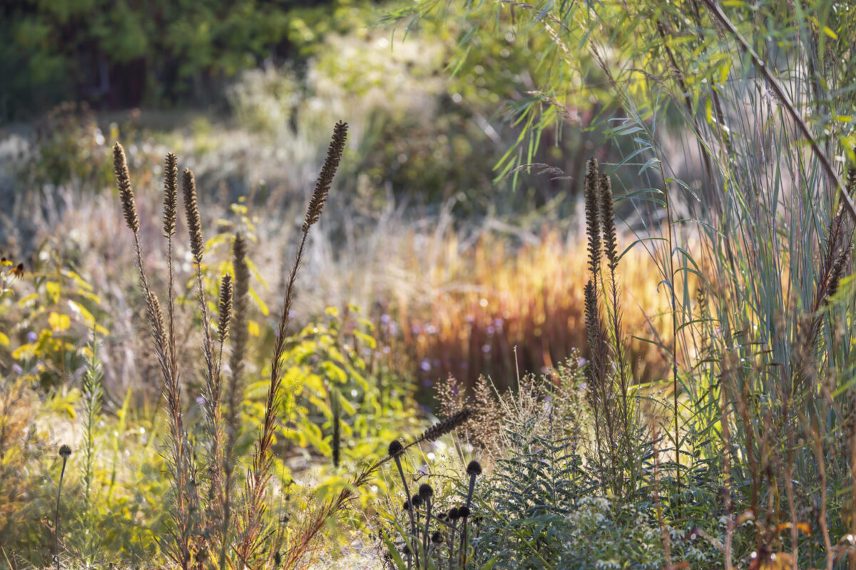 Photo: Staudengärtnerei in Rödelsee - Workshop Gartenfotografie mit Sylvia Knittel