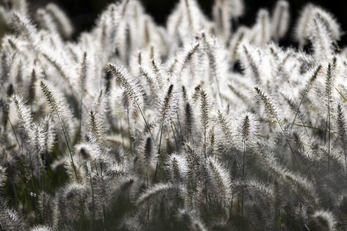 Photo: Staudengärtnerei in Rödelsee - Workshop Gartenfotografie mit Sylvia Knittel